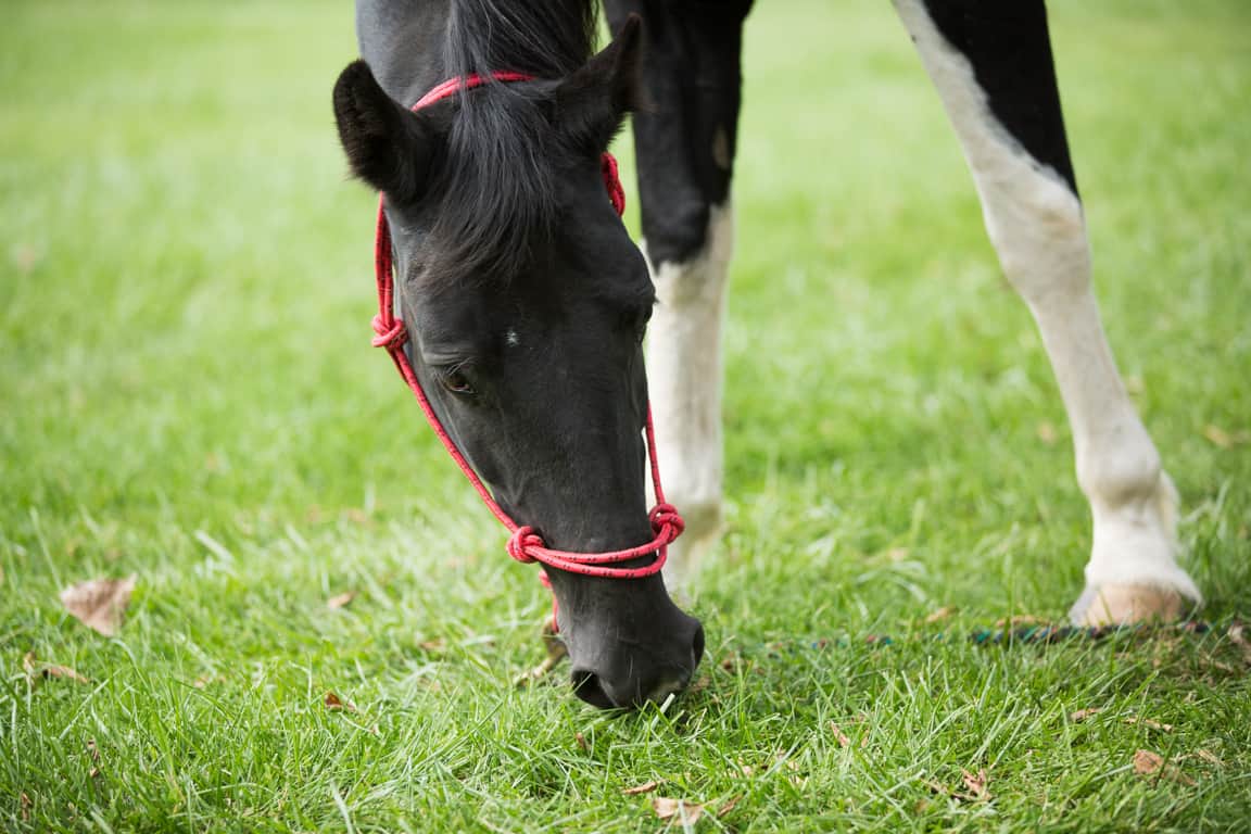 Elba Equestrian Complex Genesee County Parks
